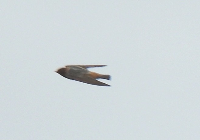 Cave Swallow - ML641195781