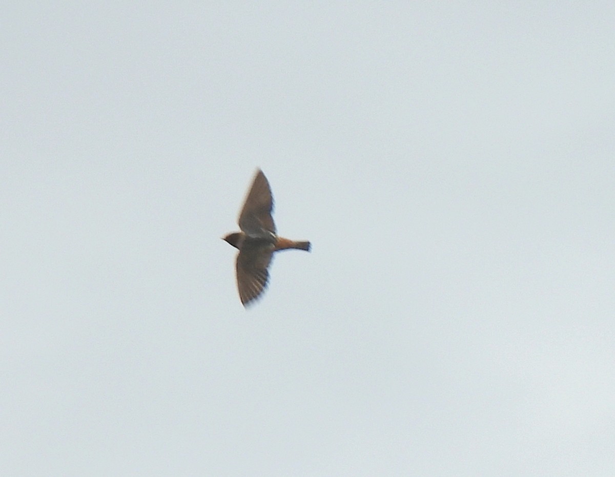 Cave Swallow - ML641195782