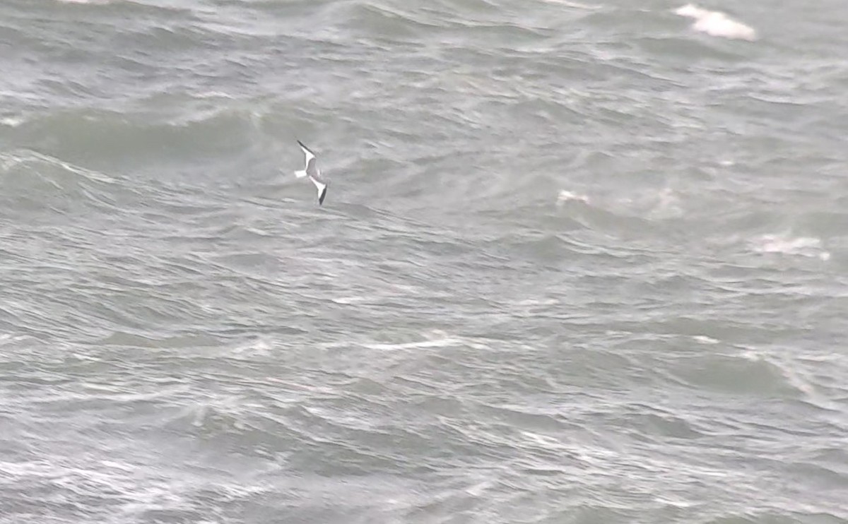 Sabine's Gull - ML641195790