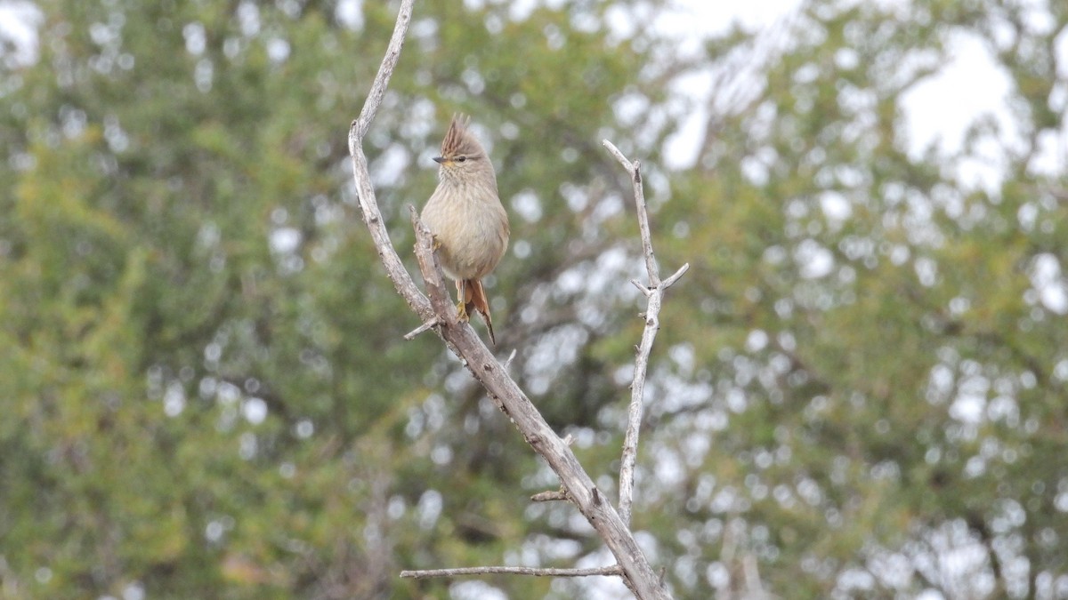 Tijeral Copetón - ML641195797
