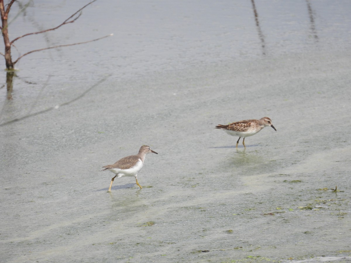 Spotted Sandpiper - ML641195841