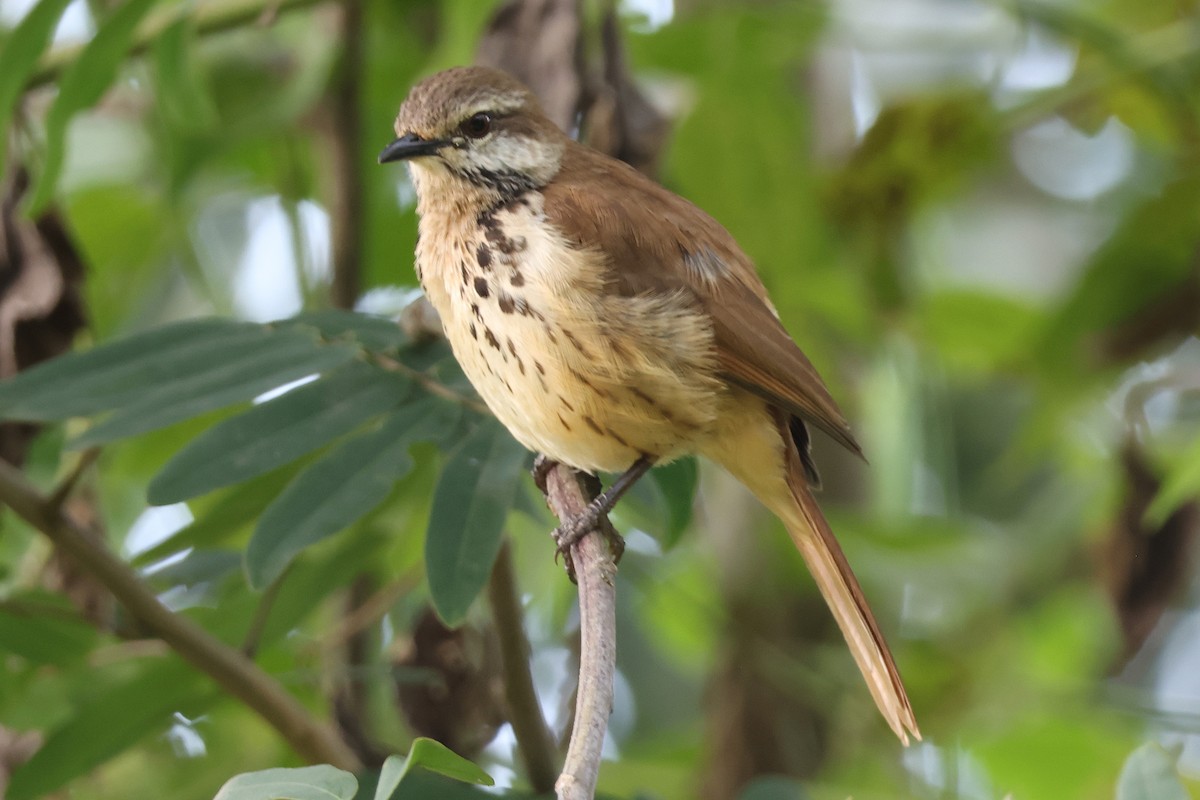 Spotted Morning-Thrush - ML641195856