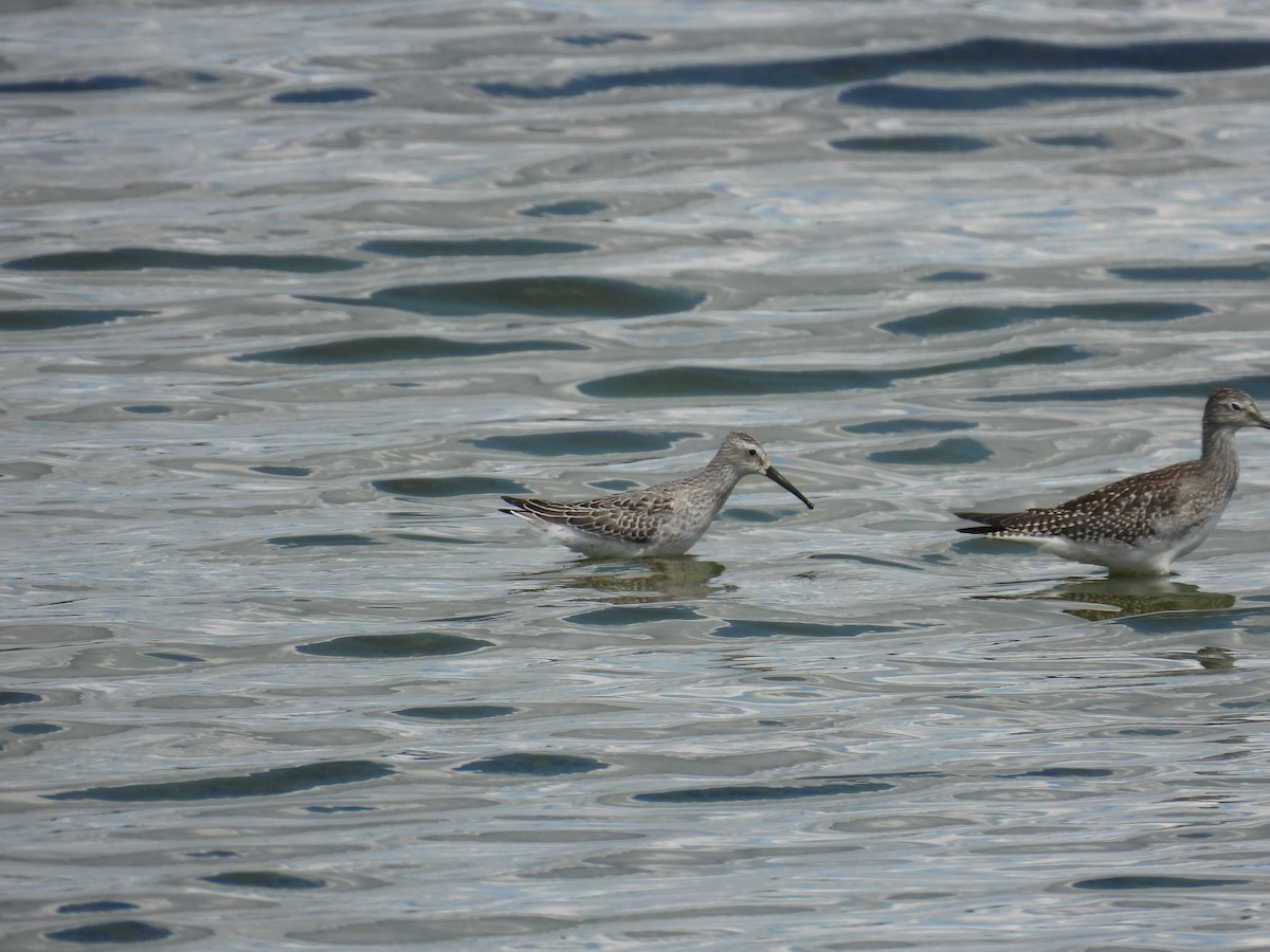 Stilt Sandpiper - ML641195867
