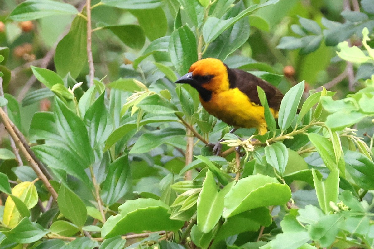 Black-necked Weaver - ML641195868