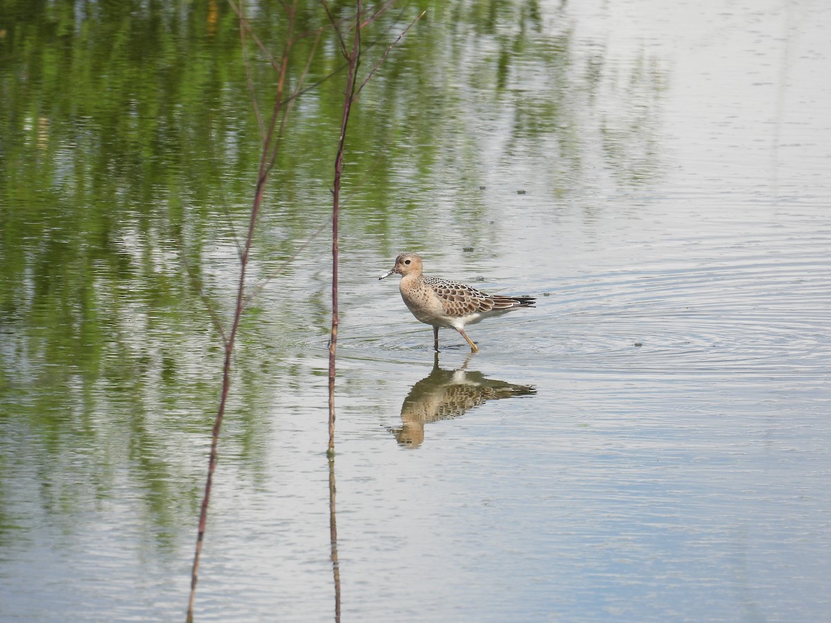 Buff-breasted Sandpiper - ML641195899