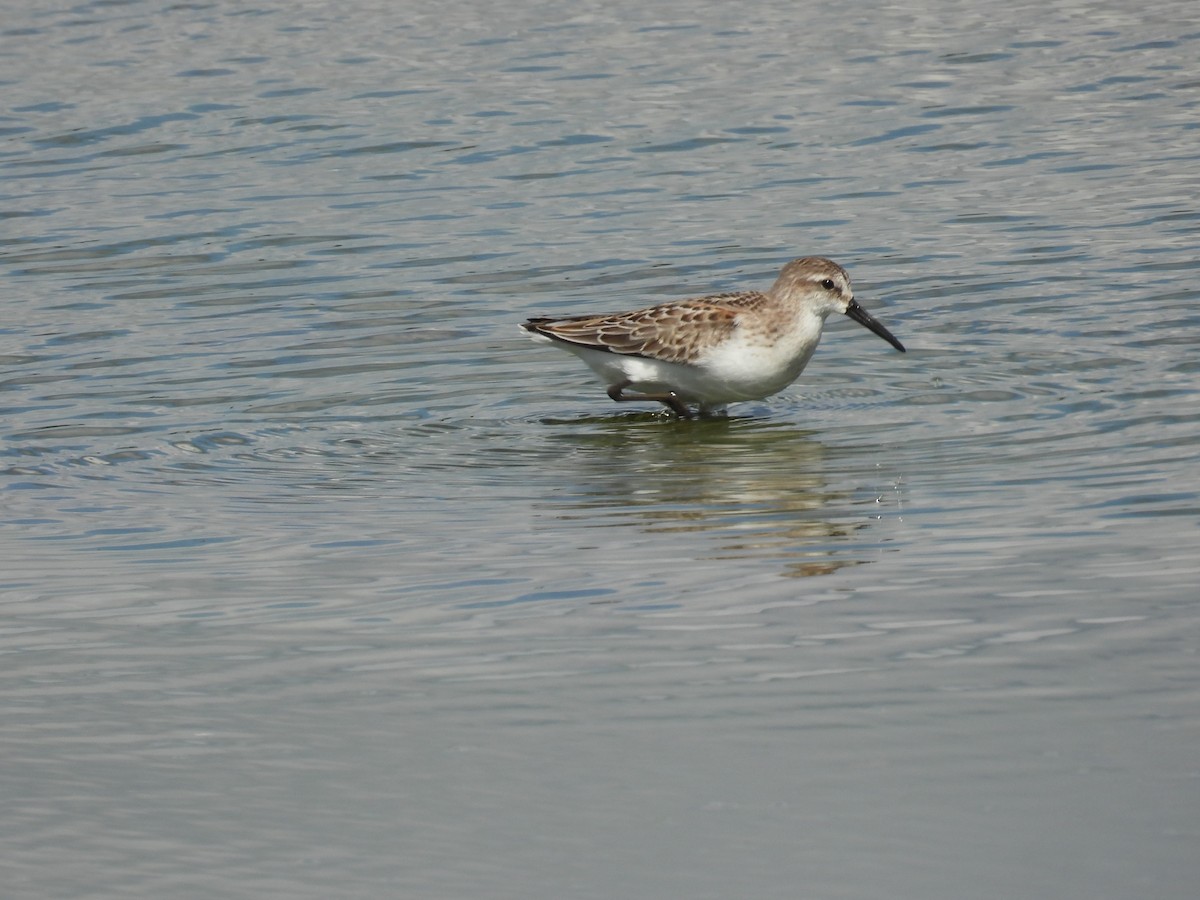 Western Sandpiper - ML641195947