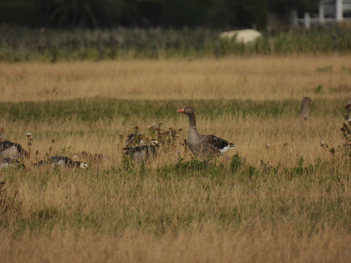 Graylag Goose - ML641195953