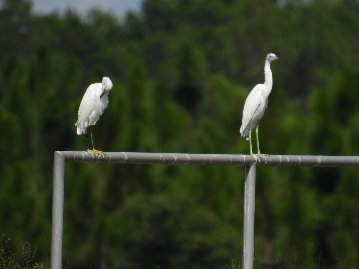 Little Blue Heron - ML641195965