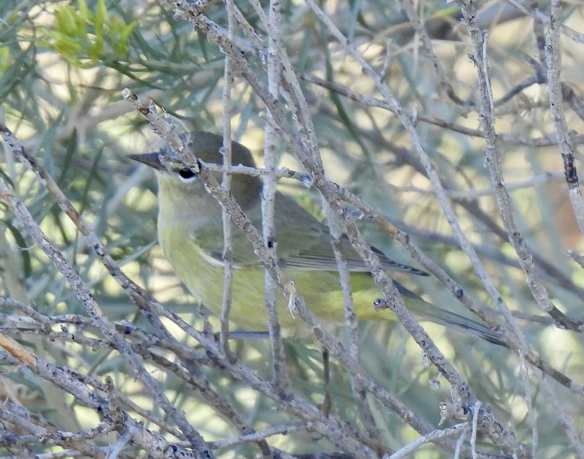 Orange-crowned Warbler - ML641196009