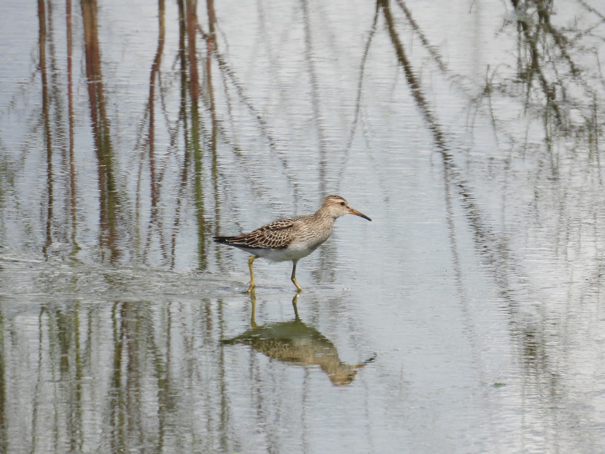 Pectoral Sandpiper - ML641196010