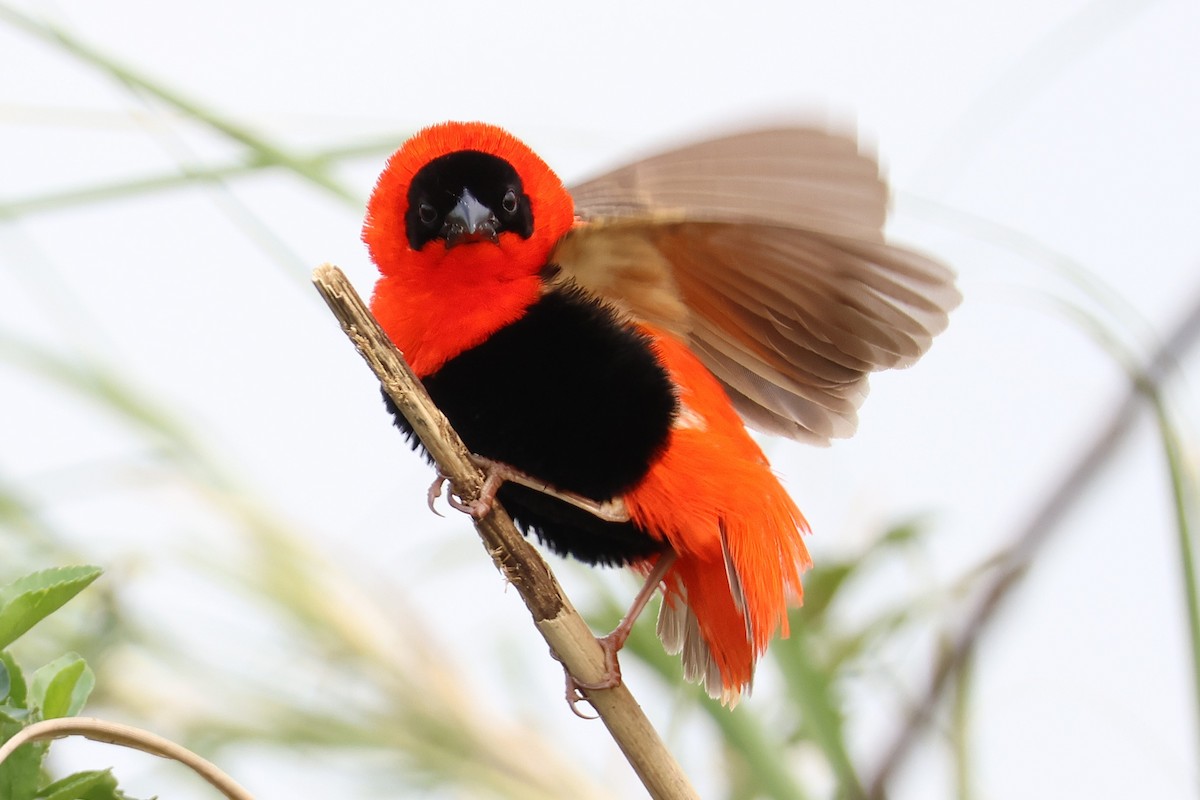 Northern Red Bishop - ML641196017
