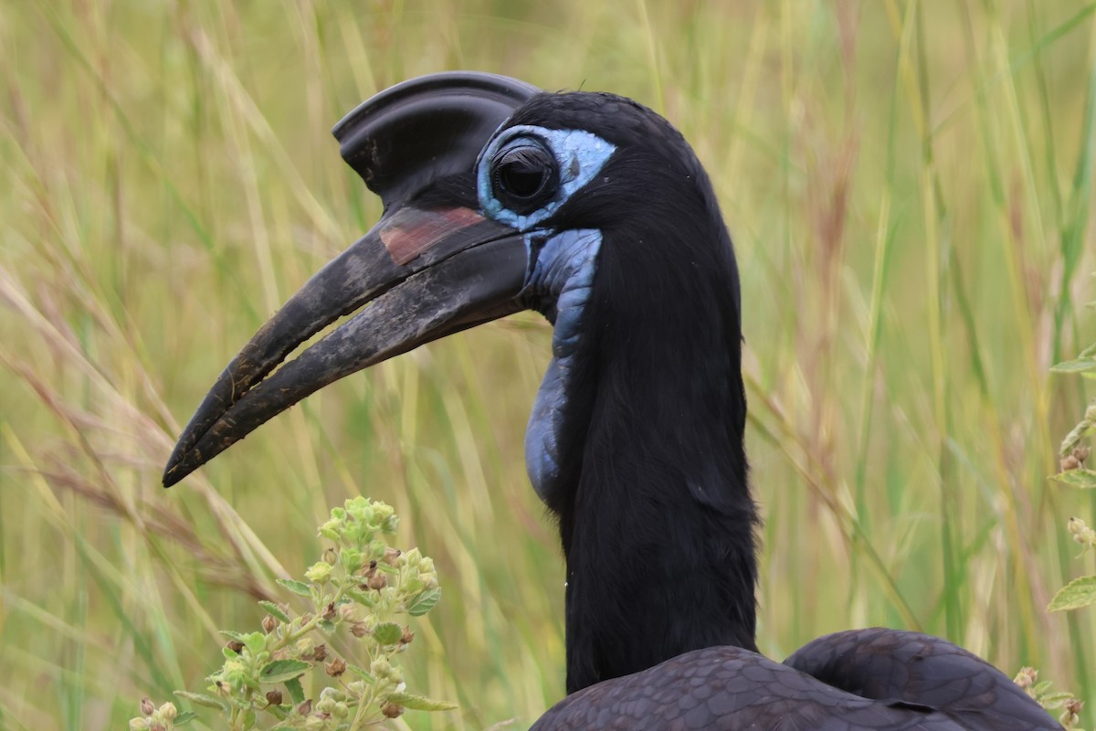 Abyssinian Ground-Hornbill - ML641196063