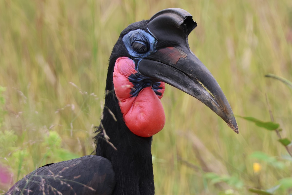 Abyssinian Ground-Hornbill - ML641196064