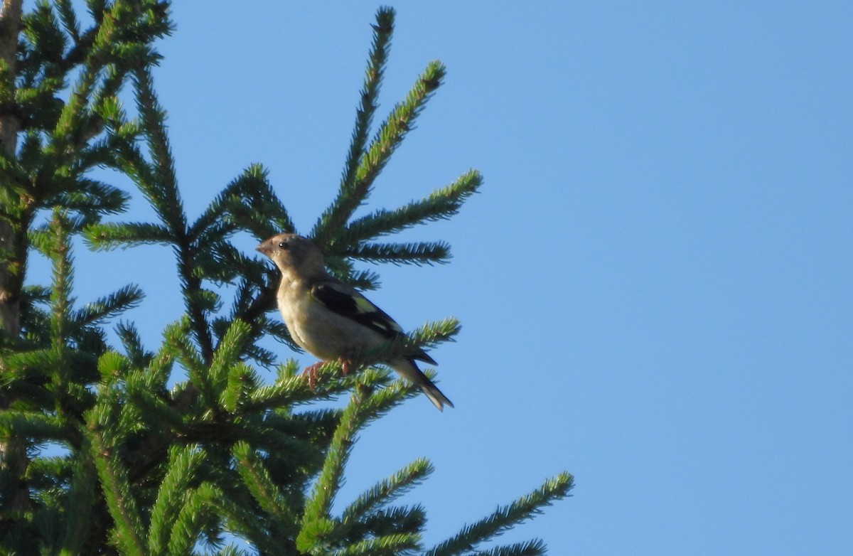 Evening Grosbeak - ML641196086