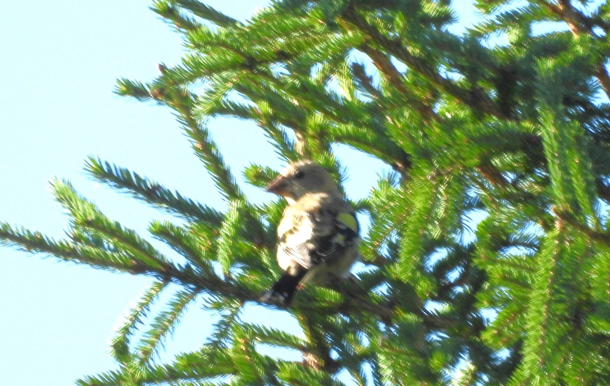Evening Grosbeak - ML641196087
