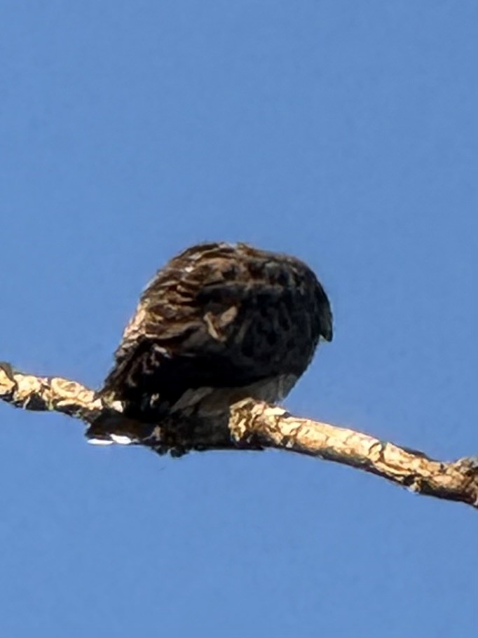 Broad-winged Hawk - ML641196112