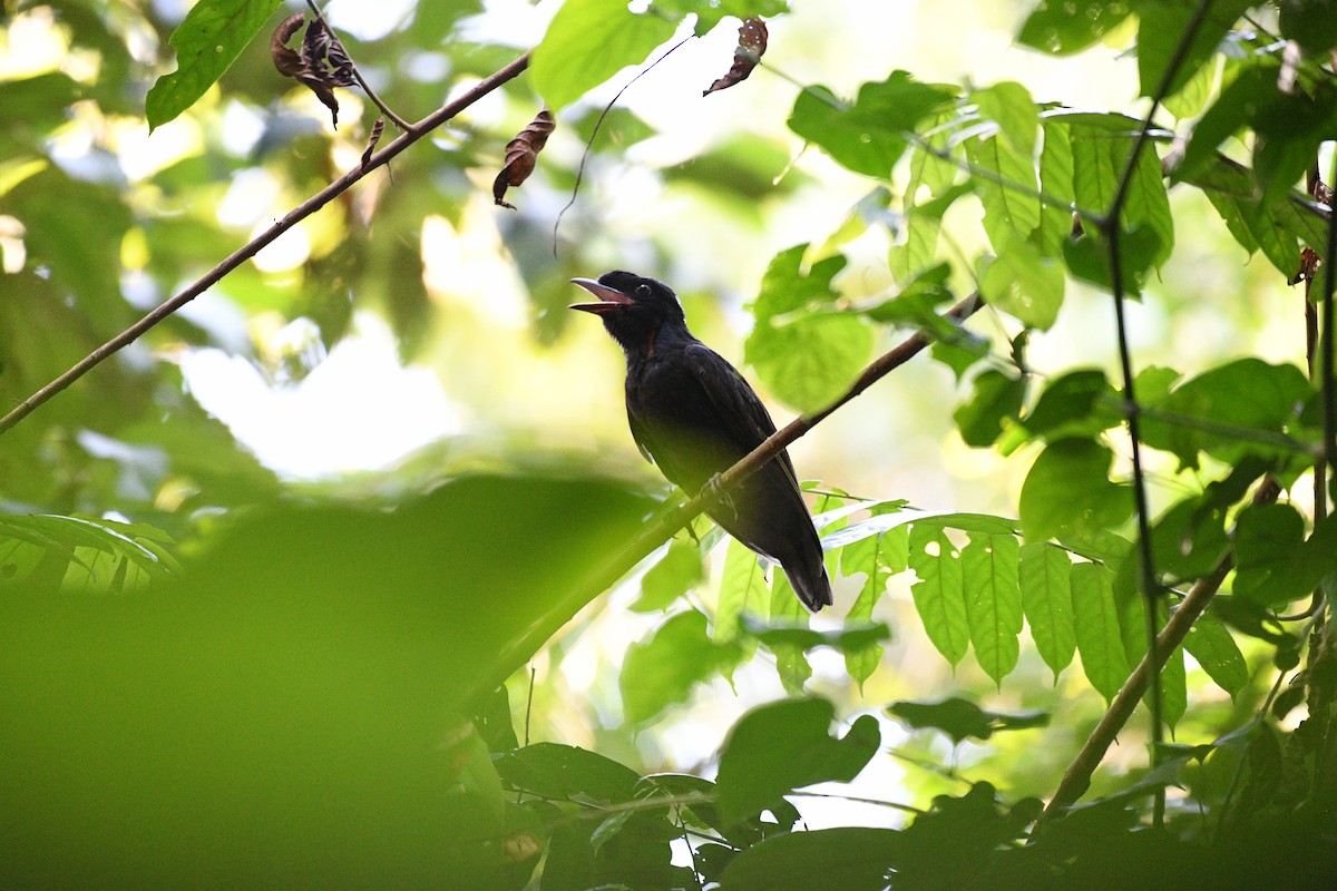 Bare-necked Umbrellabird - ML641196135