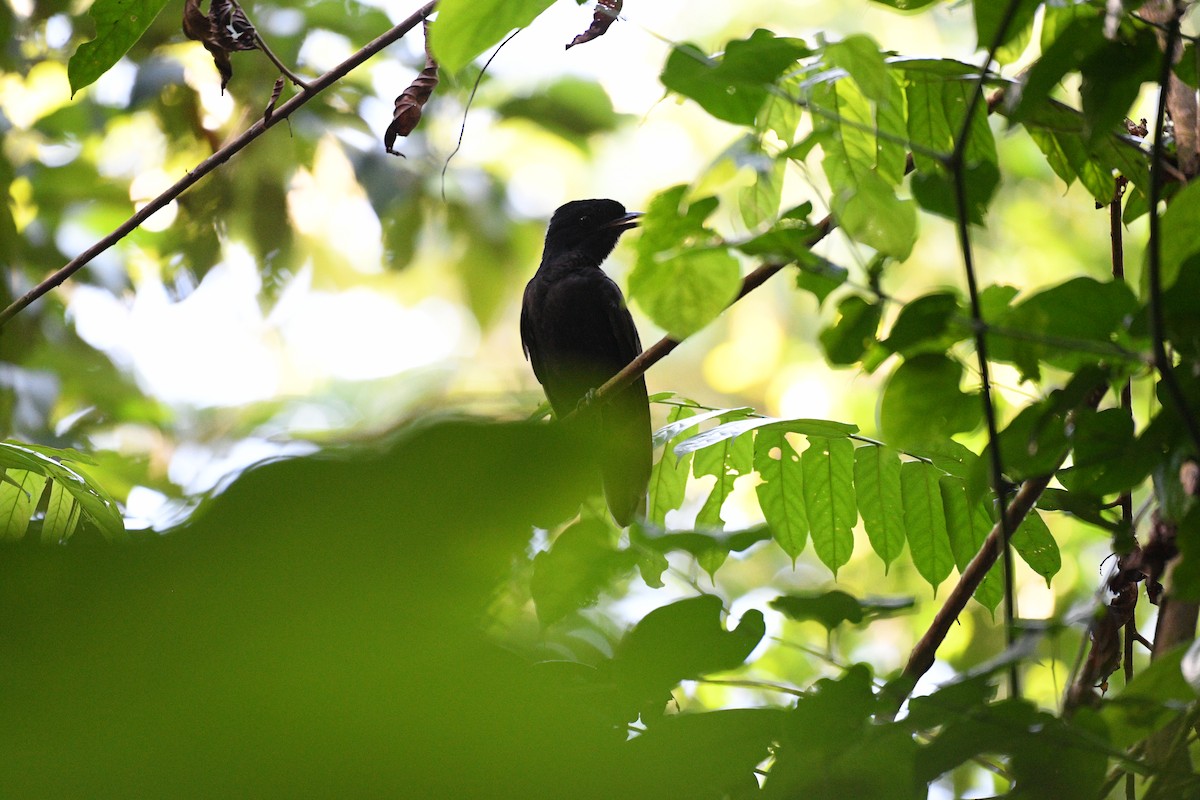 Bare-necked Umbrellabird - ML641196136