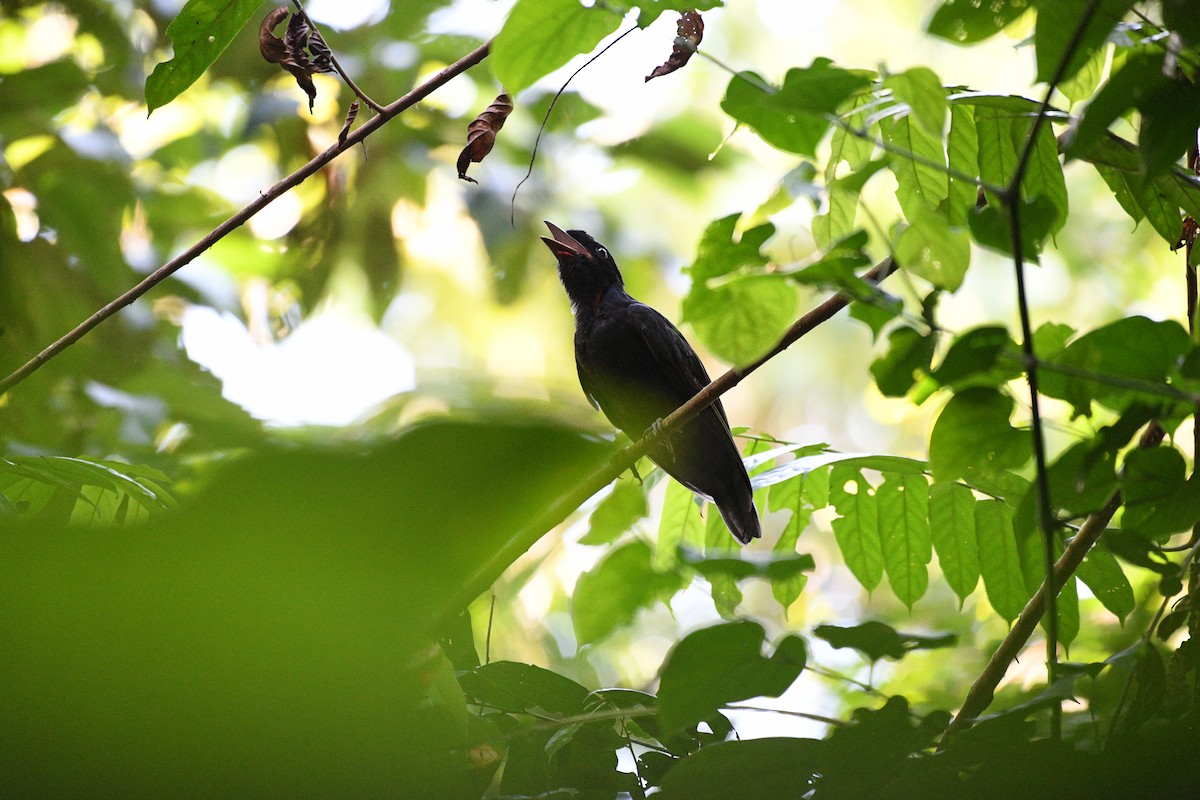 Bare-necked Umbrellabird - ML641196137