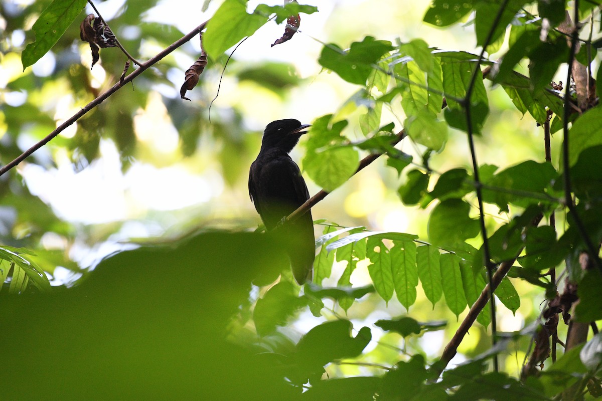 Bare-necked Umbrellabird - ML641196138
