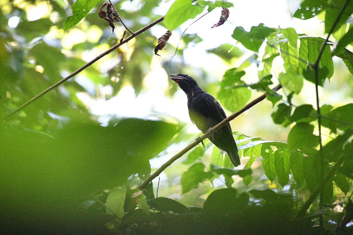 Bare-necked Umbrellabird - ML641196139