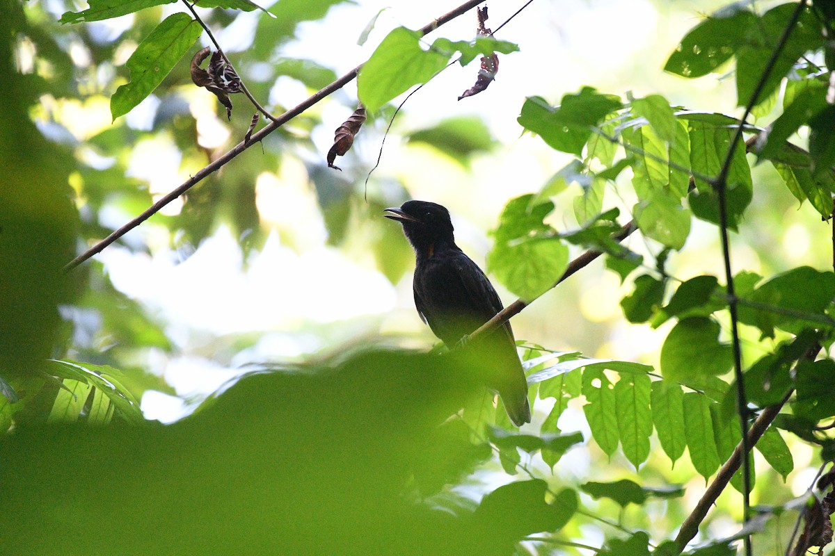 Bare-necked Umbrellabird - ML641196140