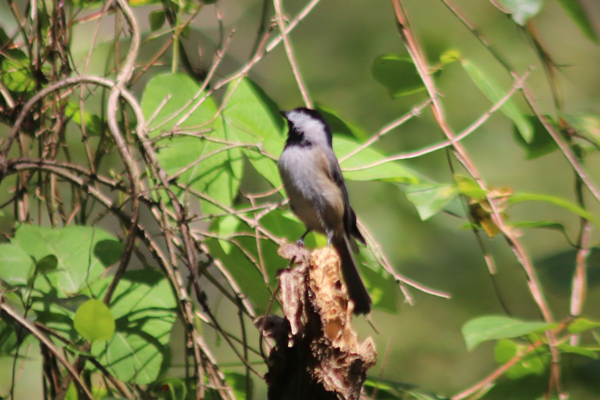 Carolina Chickadee - ML641196158