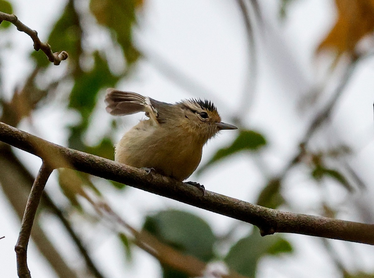 Black-capped Antwren - ML641196159