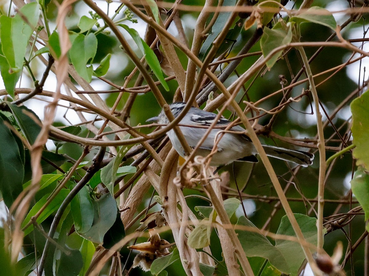 Black-capped Antwren - ML641196160