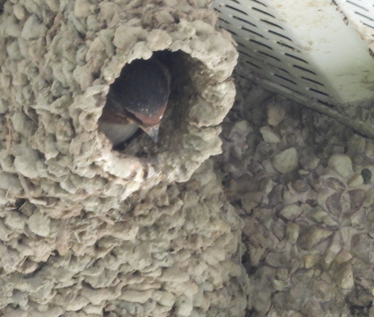 Cliff Swallow - ML641196203