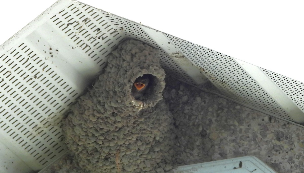 Cliff Swallow - ML641196204