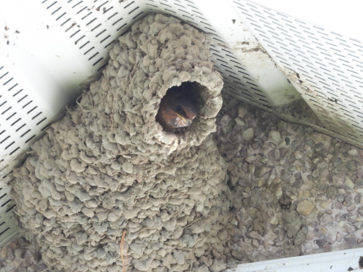 Cliff Swallow - ML641196205