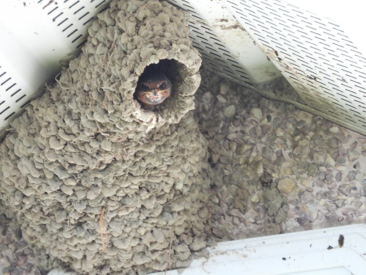 Cliff Swallow - ML641196206