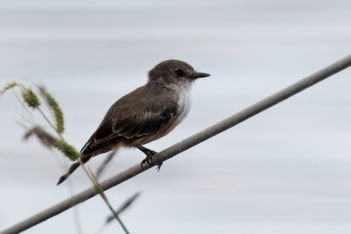 Vermilion Flycatcher - ML641196208