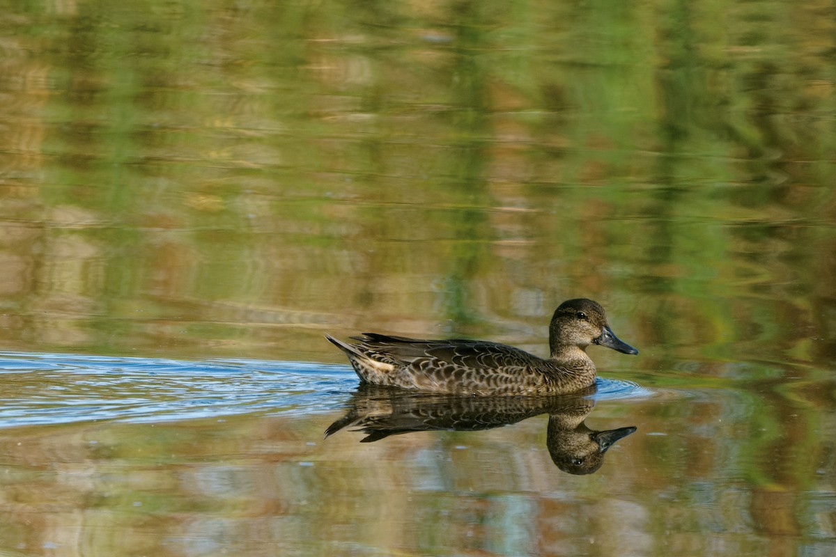 Green-winged Teal - ML641196363