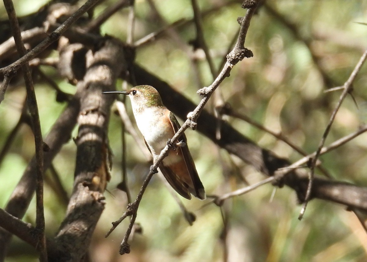 hummingbird sp. - ML641196382