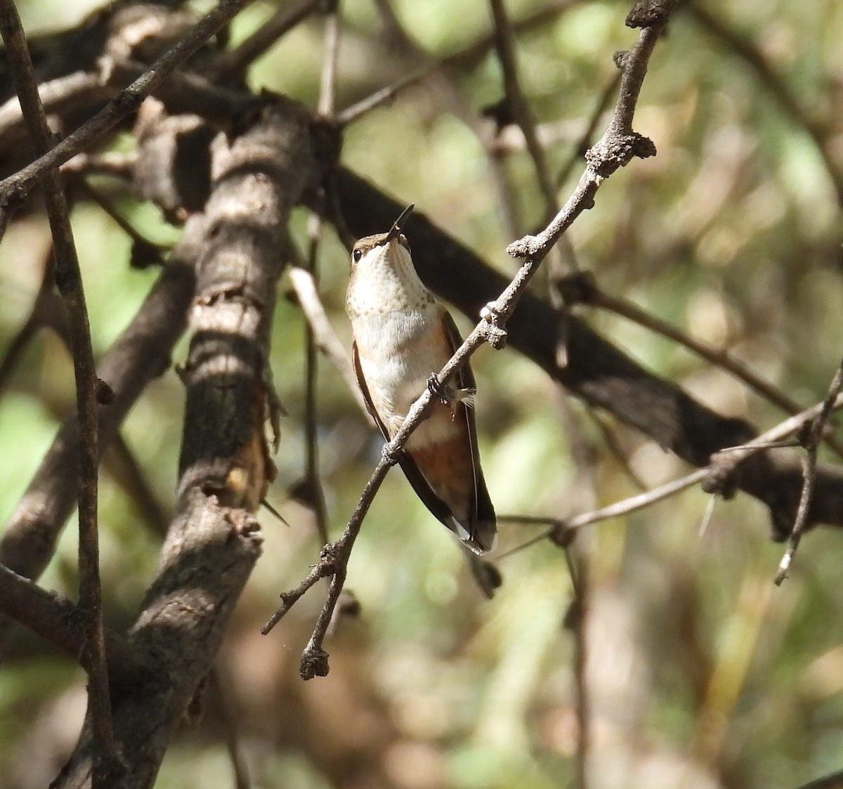 hummingbird sp. - ML641196383