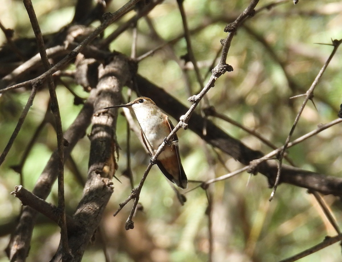 hummingbird sp. - ML641196392