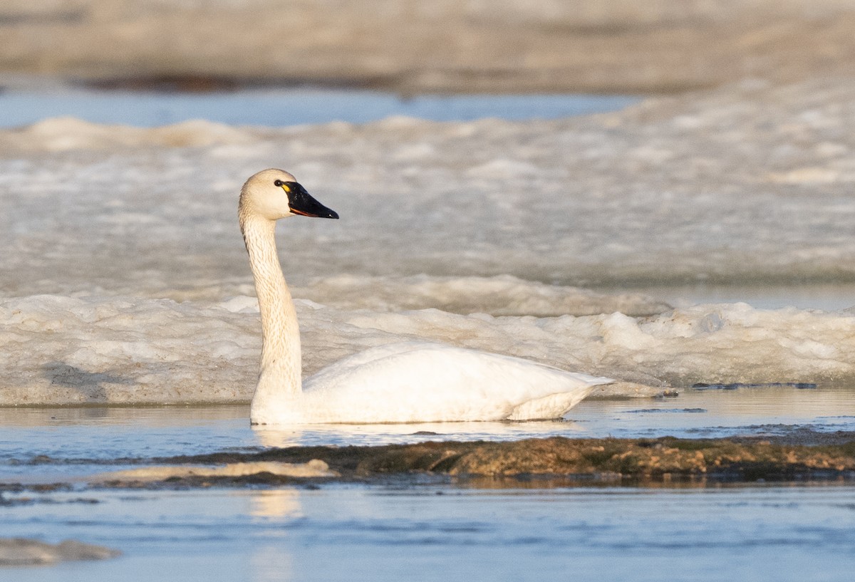 labuť malá - ML641196507