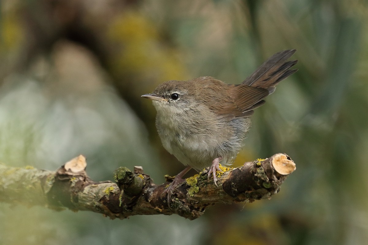 Cetti's Warbler - ML641196517