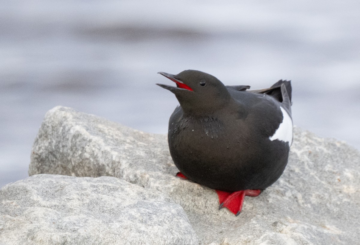 alkoun obecný - ML641196524