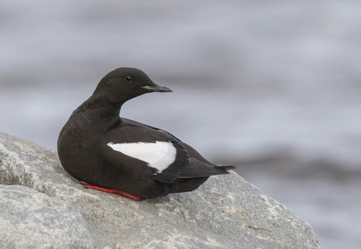 alkoun obecný - ML641196525