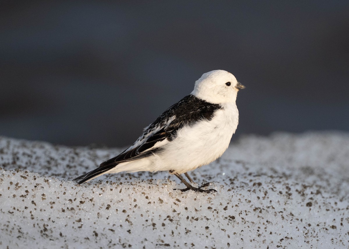 sněhule severní - ML641196555