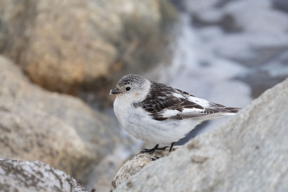 sněhule severní - ML641196556