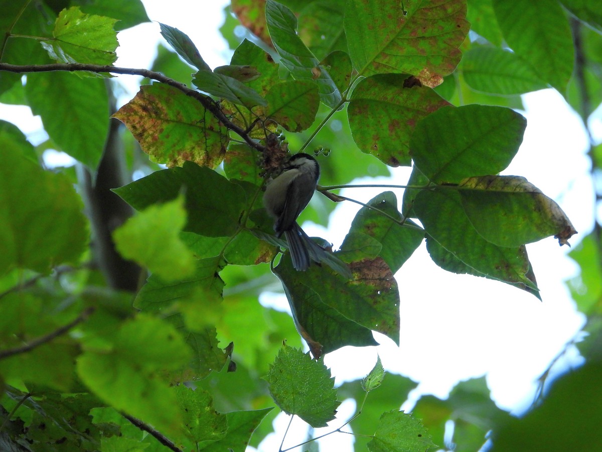 Carolina Chickadee - ML641196575