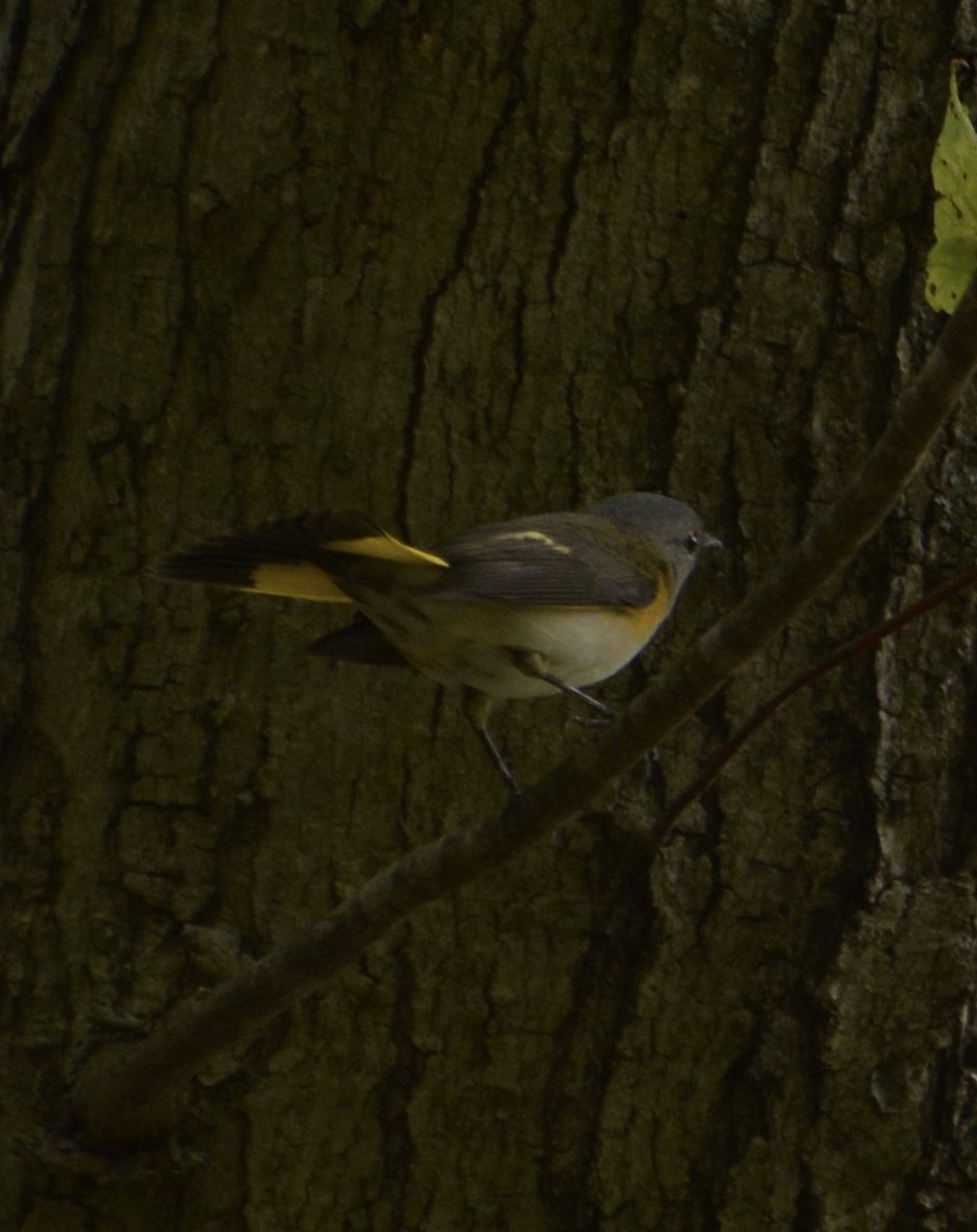 American Redstart - ML641196576