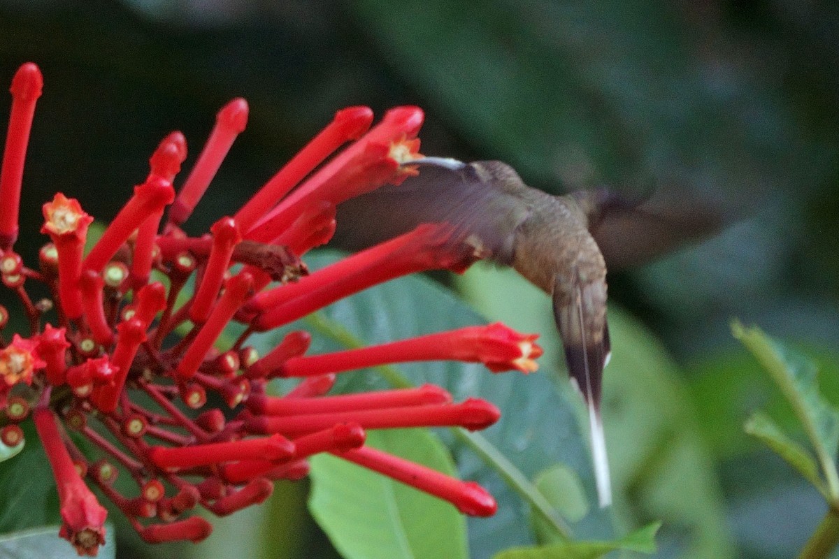 Long-tailed Hermit - ML641196607