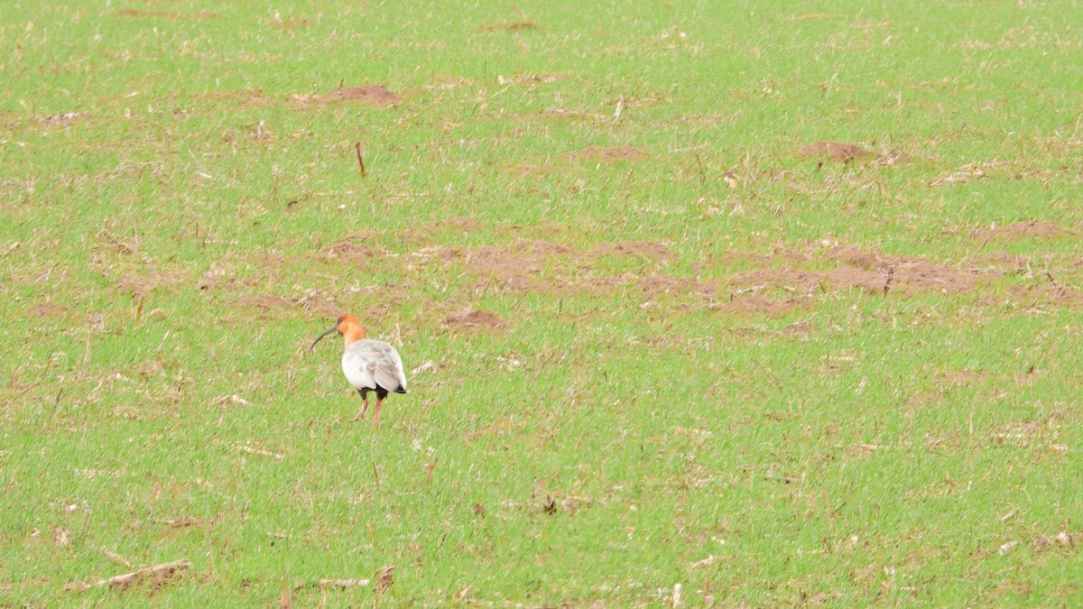 patagoniaibis - ML641196664
