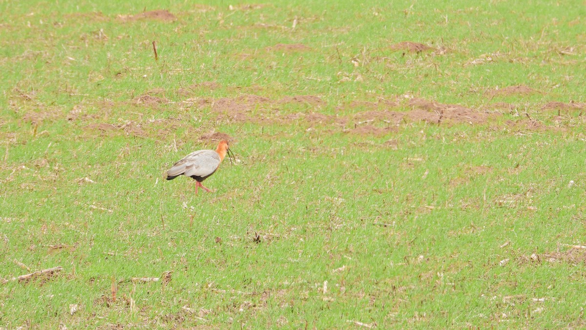 patagoniaibis - ML641196668