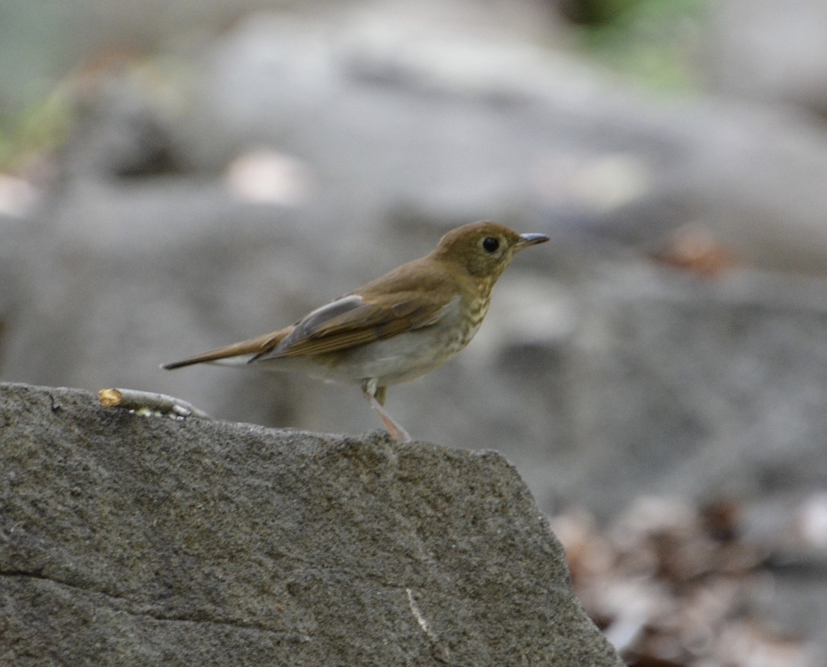 Veery - ML641196677